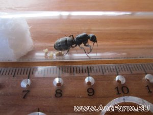  Camponotus vagus   (21 )