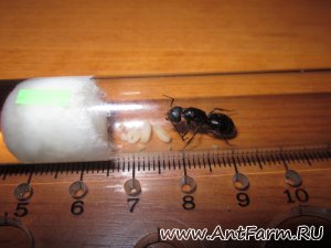 Camponotus vagus -     
